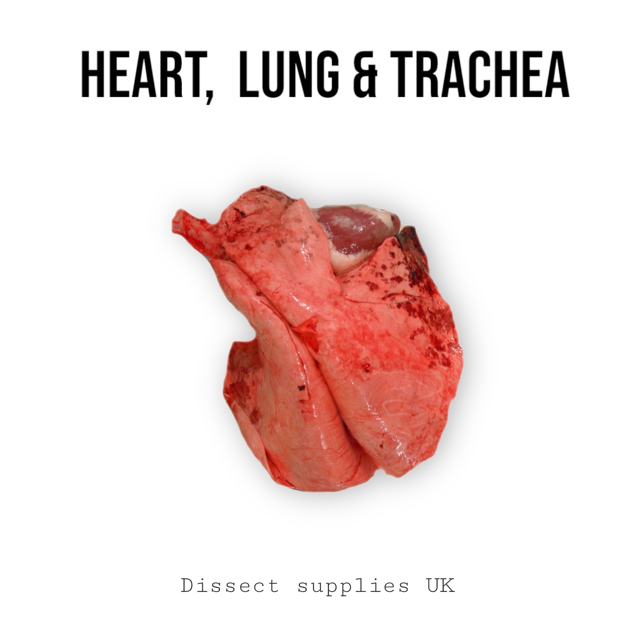 2 Heart Lung & Trachea - Image 2